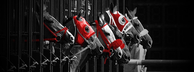 horses participating in horse races championships