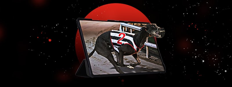 how to bet on greyhounds