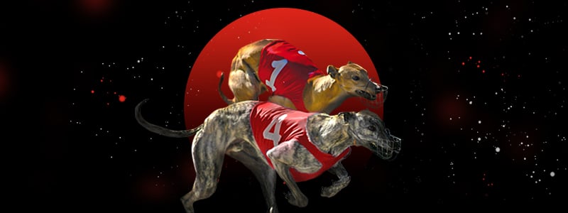 greyhounds racing competition